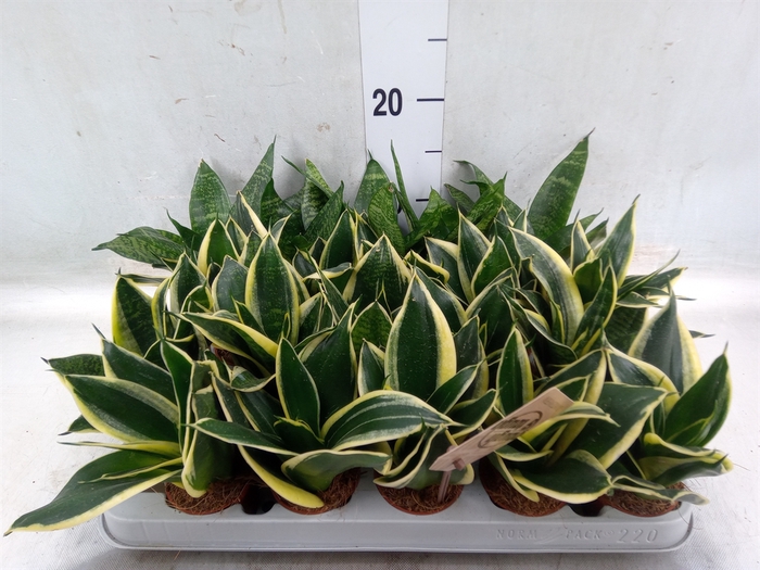<h4>Sansevieria trifa. 'Hahnii'</h4>