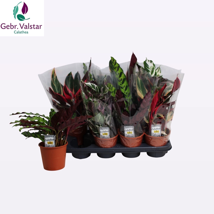 <h4>CALAT GEM 3 SRT</h4>