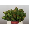 Leucadendron Laurel Yellow