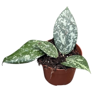 Hoya Verticillata Nganjuk
