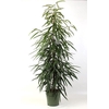 Ficus Bin Alii