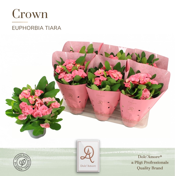 <h4>Euphorbia Tiara Alexandra P14 Dolc'Amore® Crown Metallic St. 2</h4>