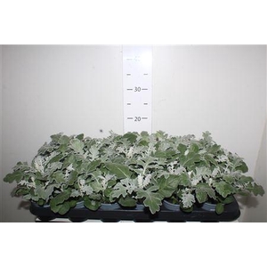 Senecio Maritima P9