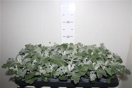 <h4>Senecio Maritima P9</h4>