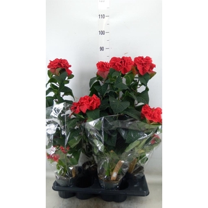 Euphorbia pulc. 'Winter Rose'