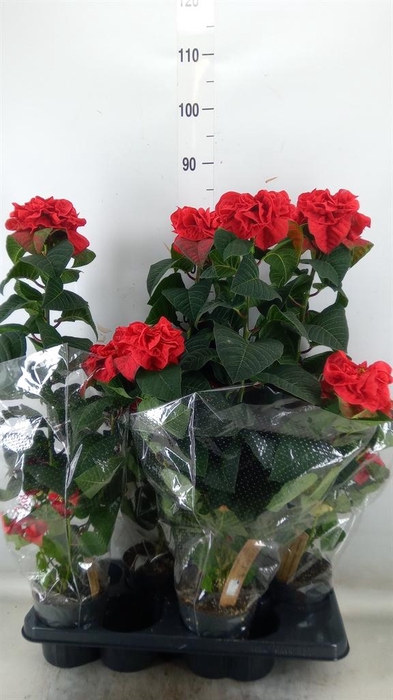 <h4>Euphorbia pulc. 'Winter Rose'</h4>