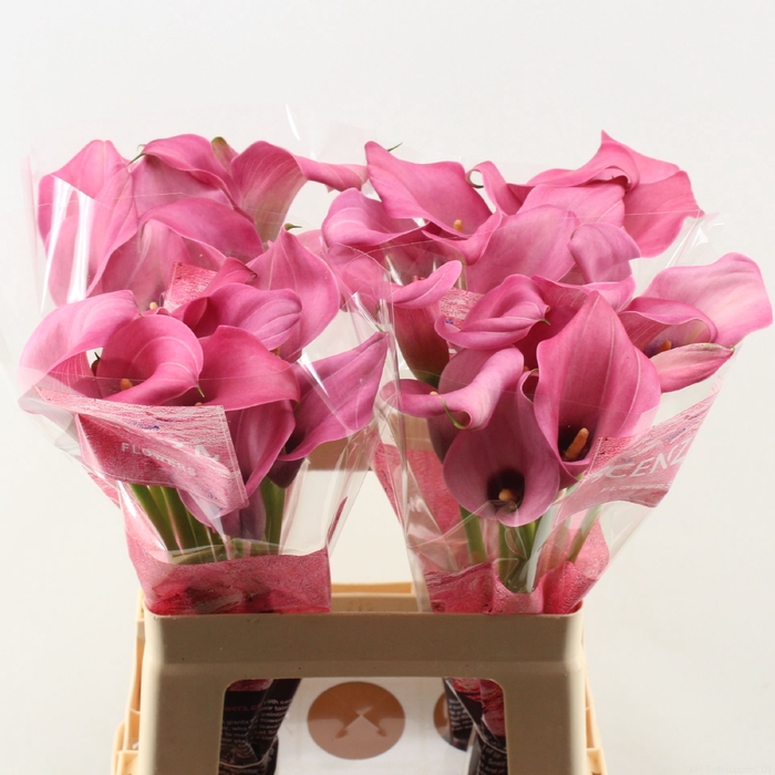 <h4>Calla Zazu</h4>