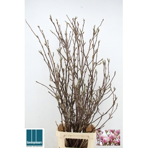 MAGNOLIA GRANDIFLORA