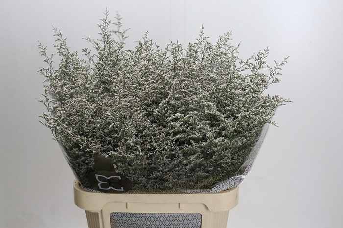 <h4>Statice Misty White</h4>