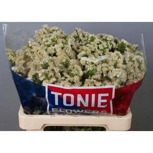 LIM S APRI SUN BIRDS