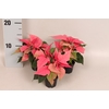 Poinsettia 6  cm Christmas Feelings® Pink 2/4 kopper