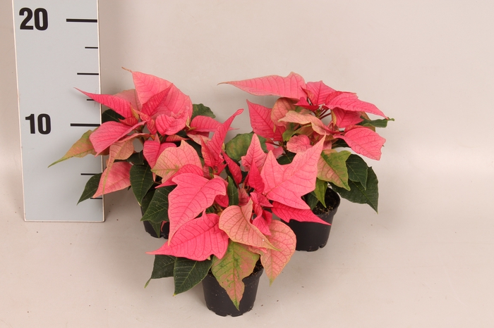 Poinsettia 6  cm Christmas Feelings® Pink 2/4 kopper