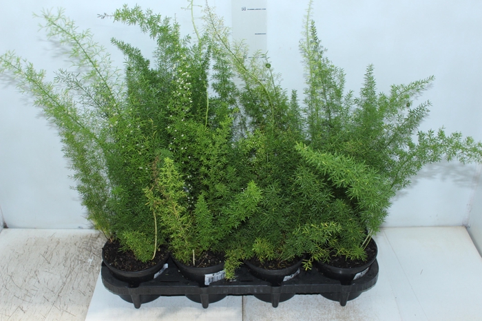 <h4>ASPARGO REAL P15</h4>