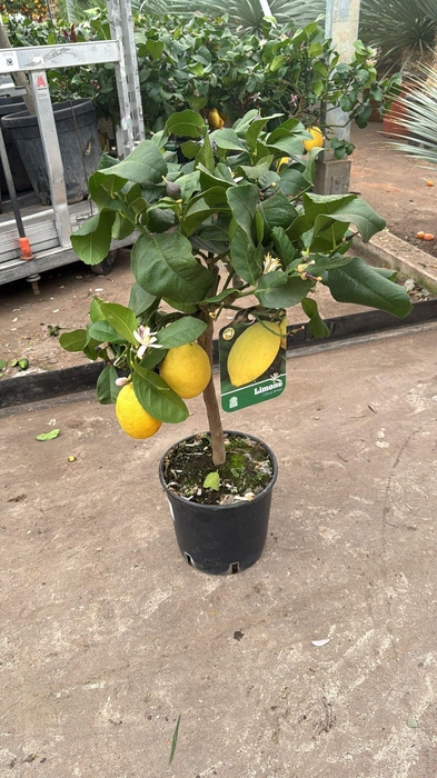 <h4>CITR MICROCARPA</h4>