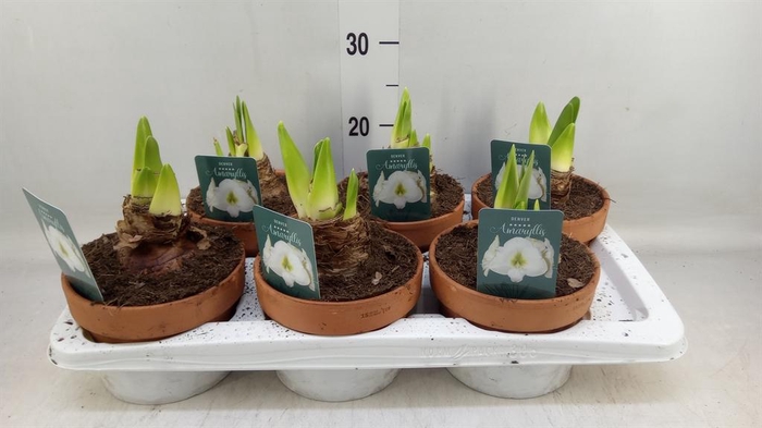 <h4>Hippeastrum   ...</h4>