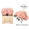 R TR SILVA SWEET+