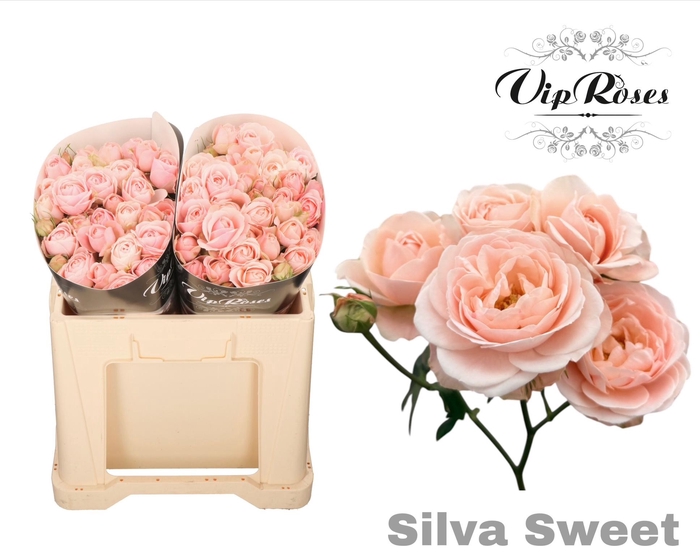 R TR SILVA SWEET+