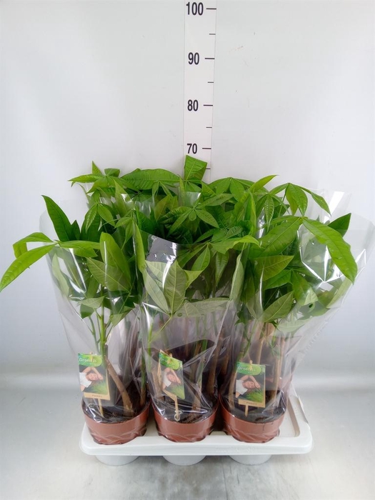 <h4>Pachira aquatica</h4>