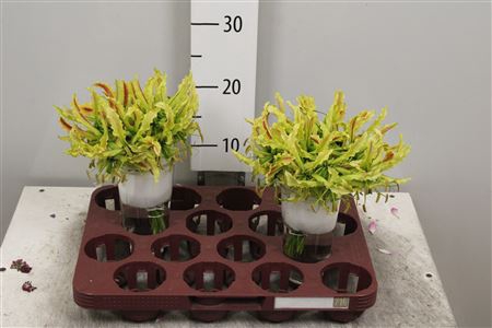 <h4>Gloriosa Sp Stripe</h4>