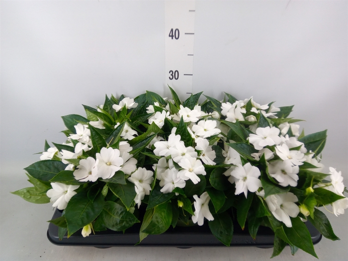 <h4>Impatiens NG 'Tamarinda White'</h4>