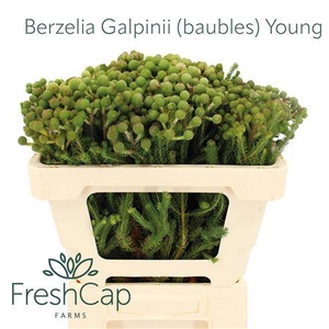 Berzelia Galpinii (baubles) Young