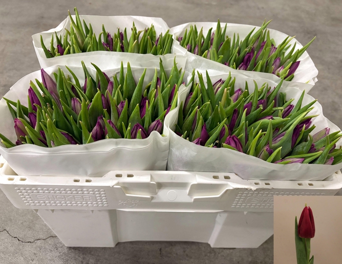 <h4>TU EN LAPTOP</h4>