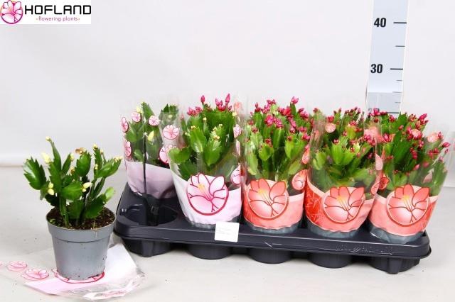 <h4>SCHLUMB GEM 3 KL</h4>