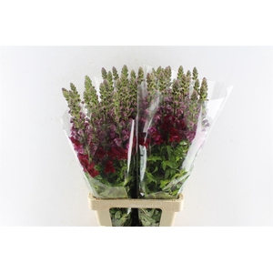 Antirrhinum Maryland Red