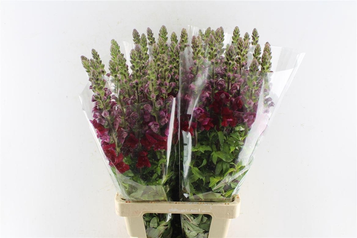 <h4>Antirrhinum Maryland Red</h4>
