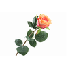 Rosa Orange
