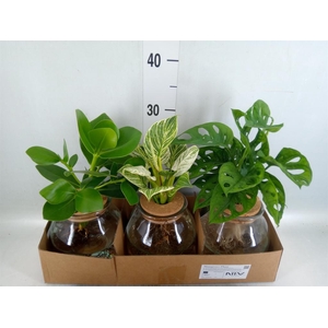 Planten  ..mix