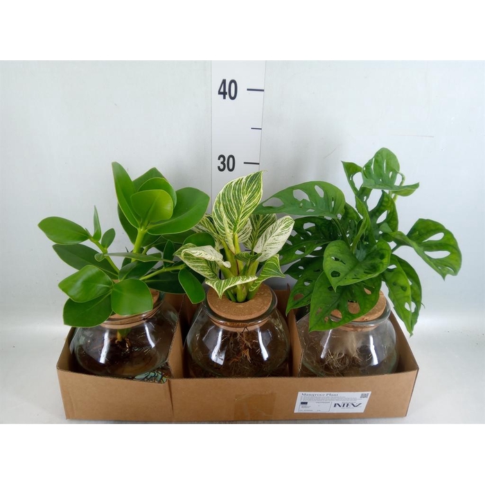 <h4>Planten  ..mix</h4>