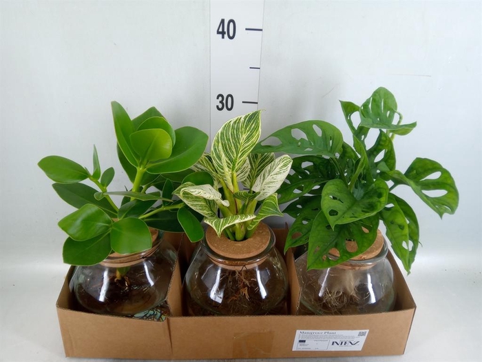 <h4>Planten ..mix</h4>