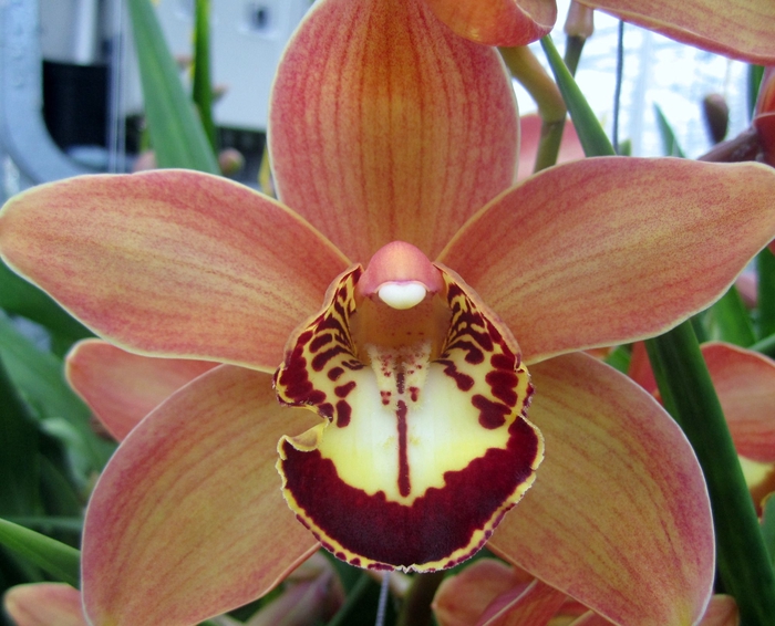 <h4>Cymbidium Charly Brown 60 cm X10 Koningshof</h4>
