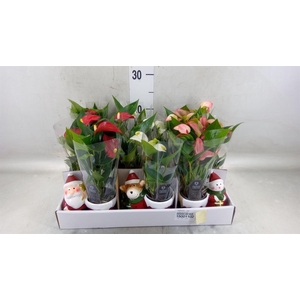 Anthurium   ...mix