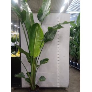 Strelitzia nicolai