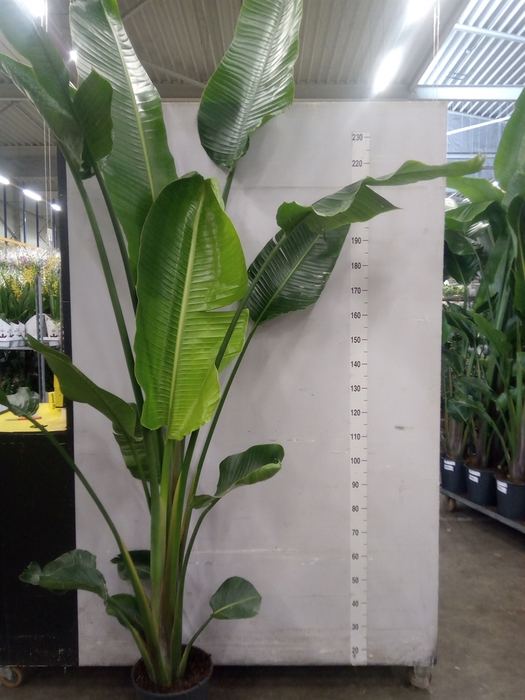 <h4>Strelitzia nicolai</h4>