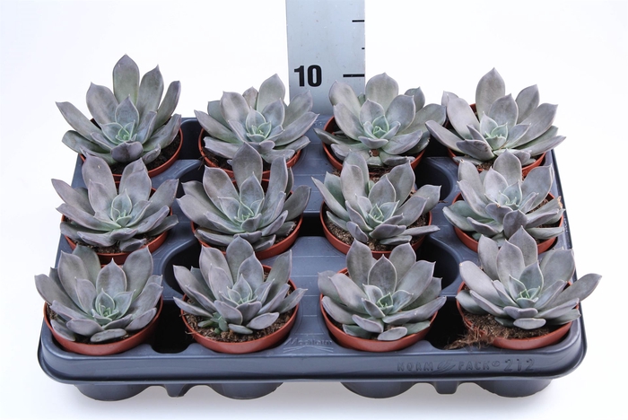 <h4>Echeveria  'Black Prince'</h4>