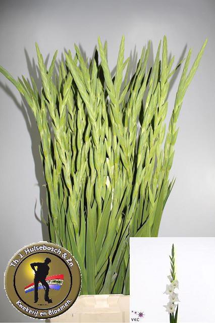 <h4>GLAD GR NOVA ZEMBLA</h4>