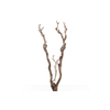 Syringa Branch Super Yamada