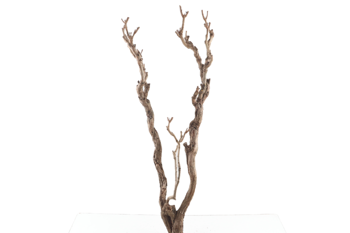 Syringa Branch Super Yamada