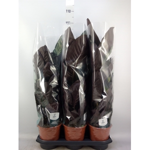 Calathea sanderiana
