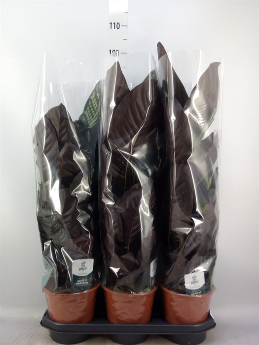 <h4>Calathea sanderiana</h4>