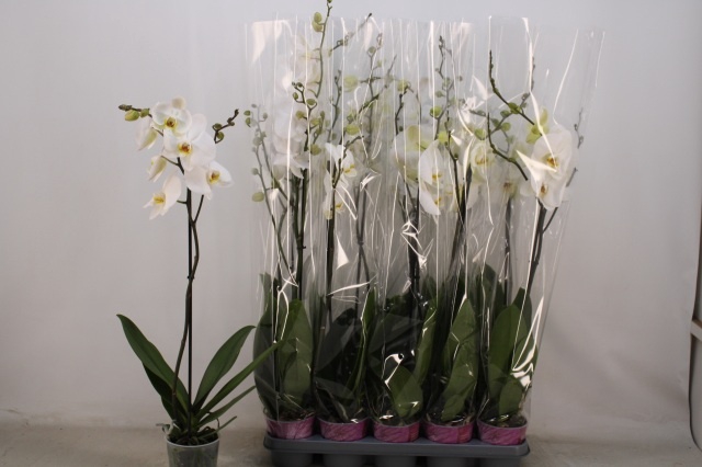 <h4>PHAL OV WIT</h4>