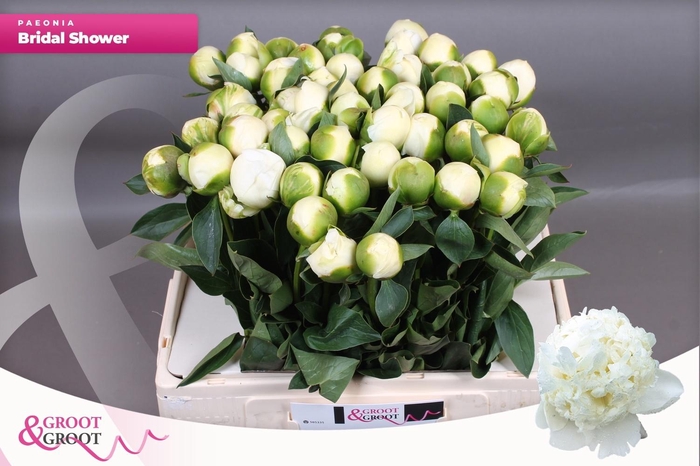 <h4>PAEO L BRIDAL SHOWER</h4>