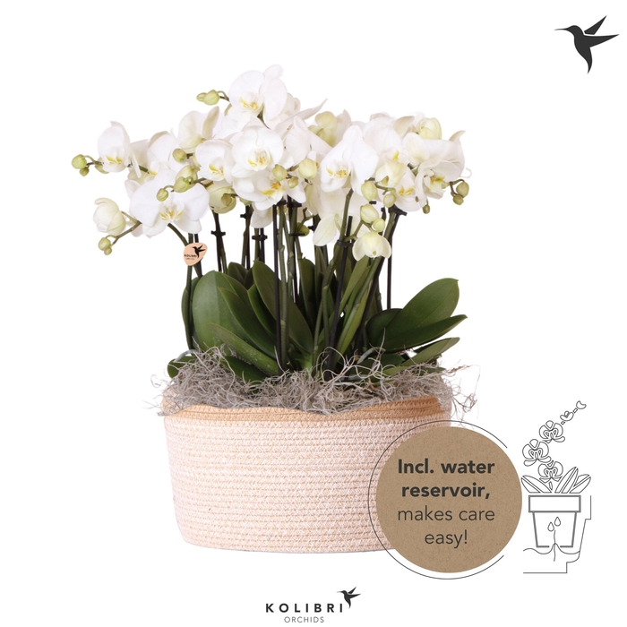 <h4>Kolibri Orchids Phalaenopsis Mono Bouquet Ghent 9 spike in Basket white with watering system</h4>