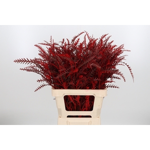 Grevilea Ivanhoe Kl Bh Rood