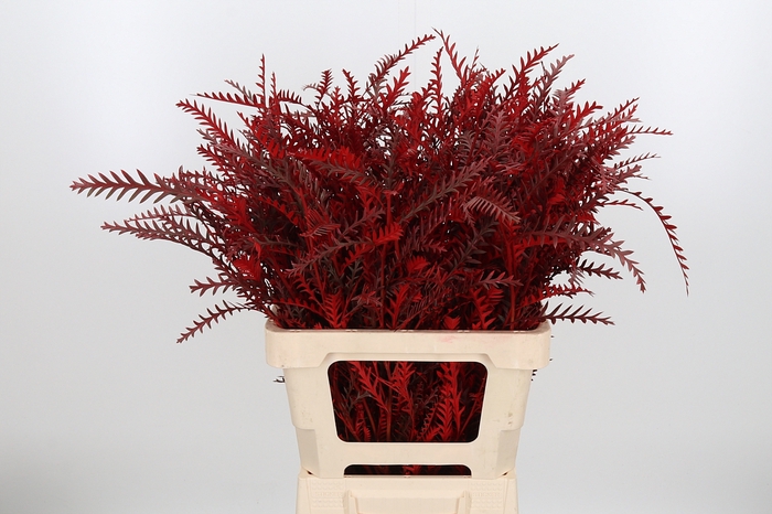 <h4>Grevilea Ivanhoe Kl Bh Rood</h4>