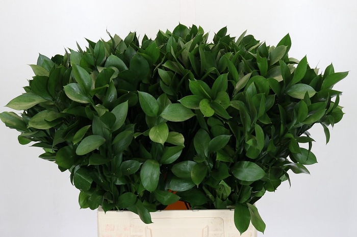 <h4>Ruscus Hypophyllum</h4>