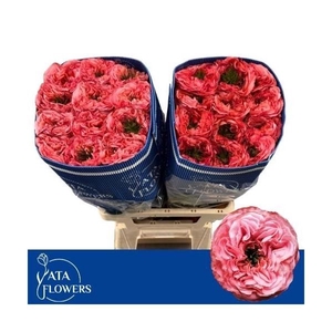 R gr Mandarin X-Pression